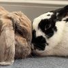 bostonbakedbuns