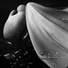 light_dragonz