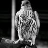 mahamd_218