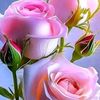 amonr732
