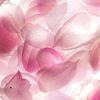 hello_466