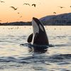 kasatka138ru