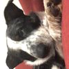charli_wickham0