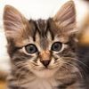 funnycat385_