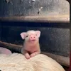 phan_thuhien