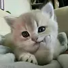 jufzfjs