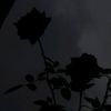 flutterby_6