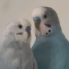 feathered_duo