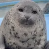 sealboy103