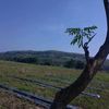 .moch_forest