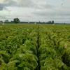 chakir.agricola