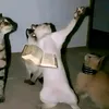 jozhwagrahamcat