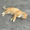 tiktok.lllf2589