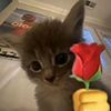 loverr_my