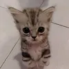 leonciocat