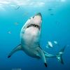 sharklove50