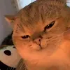 twiw11