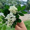 suraiya.yeasmin.s37