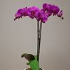 dark.orchid45