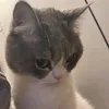 lemonnist_