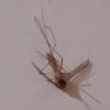 damnbugs2