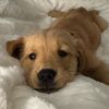 wholesome.woofs