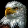 🦅