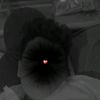 zargay_302_h