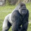 gorilla_foreskin_dogrape