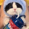 Funnycats7