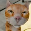 ridho__co