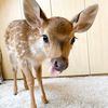 bambi.shirley