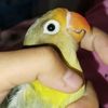 khai_12356
