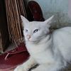 sadgalau619
