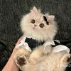 mariam34428