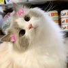 lurve_zahra