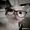 dikaa_ajaa.101