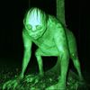 Trail Cam Vids