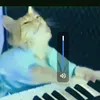 catonkeyboard1