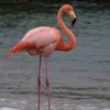 flamingo17