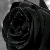 mrjan491