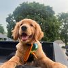 Hunty The Golden