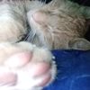 gato_roca5