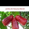 ayah.ijal4