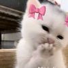ordinari_grl