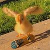 pollito_xd03