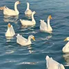 alicia_mielzz