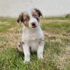 jack_the_fluffy_aussie