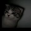 jax.zzz6