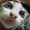 orangkitader